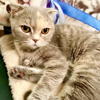 3歳 捨て猫スコティッシュ