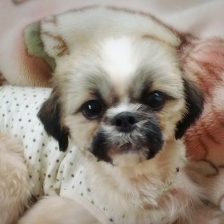 1歳のお子様シーズーのだてちゃん里親様募集♪