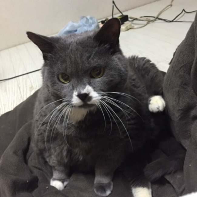 クリーミーももちゃんのカバー写真