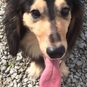 人が大好きなダッスクです。