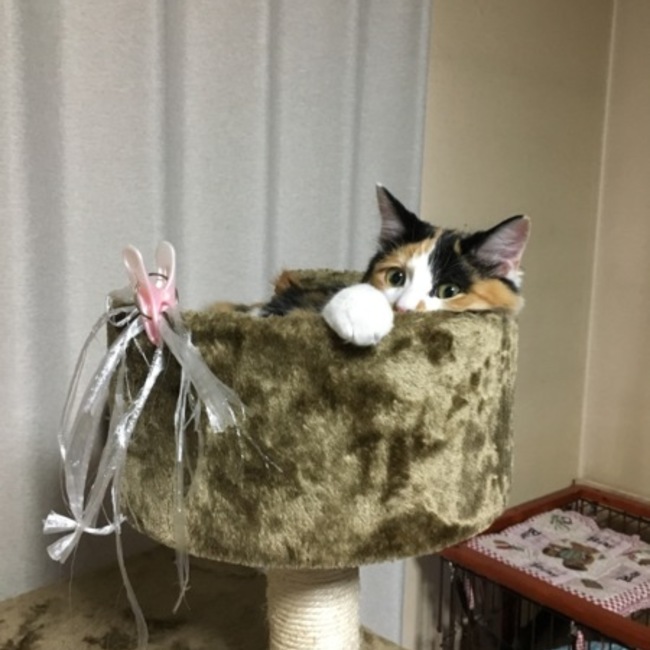 Tomoko_tshのカバー写真