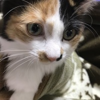 麦