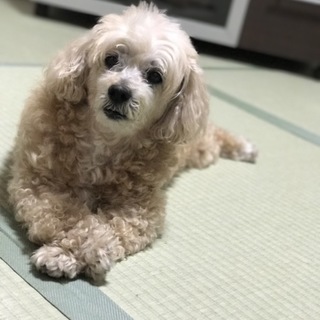甘えん坊さんなミックス犬♪