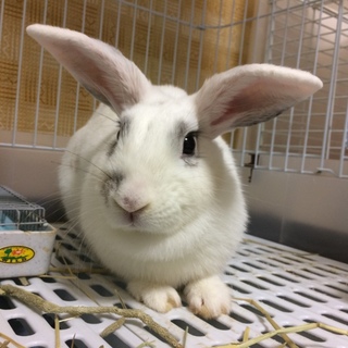 トライアル決定 ルナちゃん：元気なミニウサギさん♀