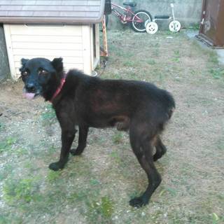 雑種犬男の子里親募集