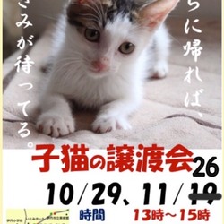 第9回❗️みゅうみゅうねこの譲渡会‼️