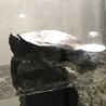 ジャイくん