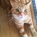 甘えんぼ 茶アメショ♂10ヶ月