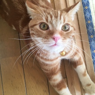 甘えんぼ 茶アメショ♂10ヶ月