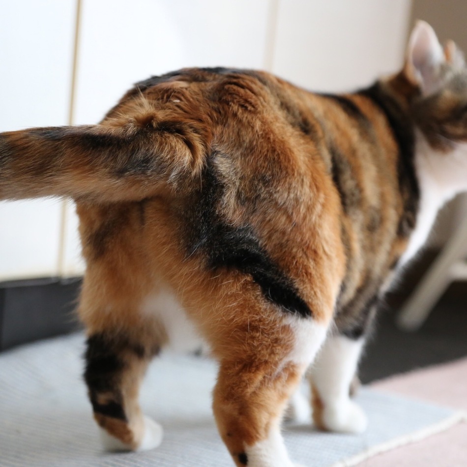 ぽよ子のカバー写真