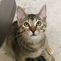 兄妹 キジトラのメス