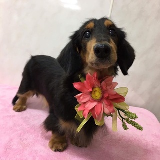 苦労をした シグマ君におうちをください。可愛い子