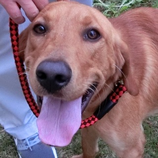 【命が繋がりました❗】甘えん坊なレトリバー風ワンコ