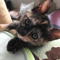 もうすぐ２ヶ月の仔猫