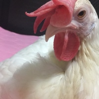 チョコ