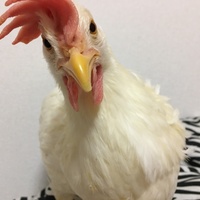 モモ