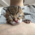 産まれたてメス猫ちゃん