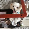 マルチーズ×ダックスのMIXちゃんです サムネイル3