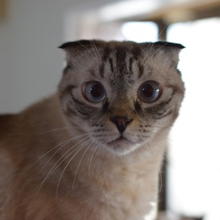 一匹飼いならベストパートナー・スコティッシュ