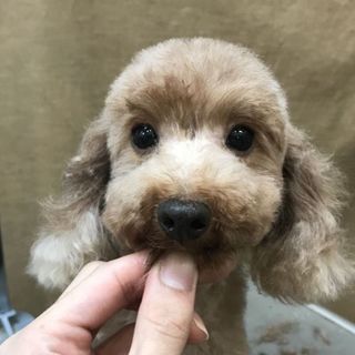 他犬舎のワンちゃんの里親様募集