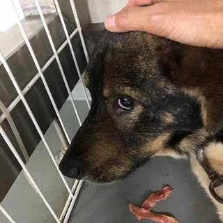 とってもビビリな眼鏡わんこ、ダルーンくん。