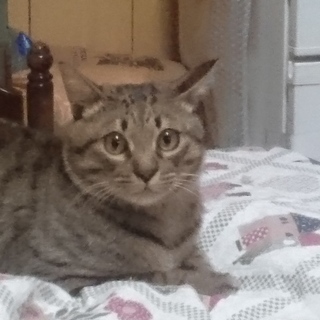 放浪して保護しました。野良では生きていけません。