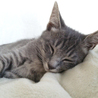 ロシアンブルーサバトラMIX生後4か月の仔猫オス♂ サムネイル6