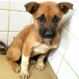 幼い子犬です！収容期限11/6迄