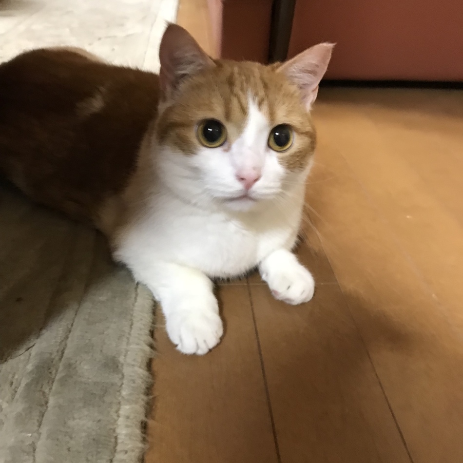 リクのカバー写真