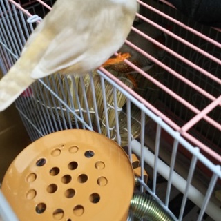 キンカチョウ里親様　交渉中の為募集停止中