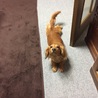 のびーん。