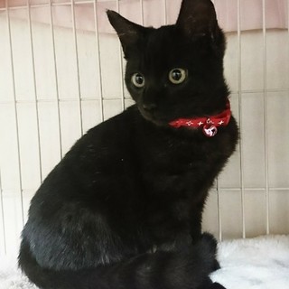 可愛い子猫の里親様を募集してます