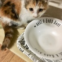 1ヶ月半 三毛猫 女の子