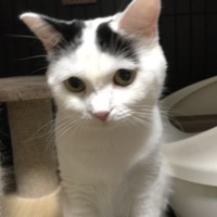 なおとら