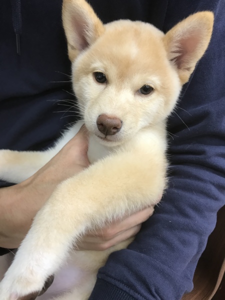 柴犬君 ページ Episode 19] Her Lunchbox, and Shiba's Return Lunchbox - YouTube