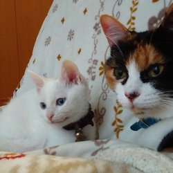 コミュニケーションツール