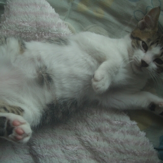 キジトラ　お腹に日の丸もようの男の子