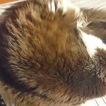 おもたーい。でもあったかーい(*´ω｀*)