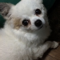 レオ君