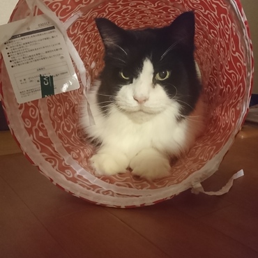 上半身だけいれるのお気に入り(*´ω｀*)