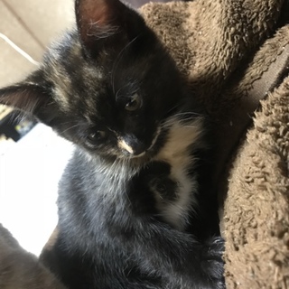 サビ猫ちゃん