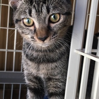 キジトラパールちゃんの飼い主を募集しています