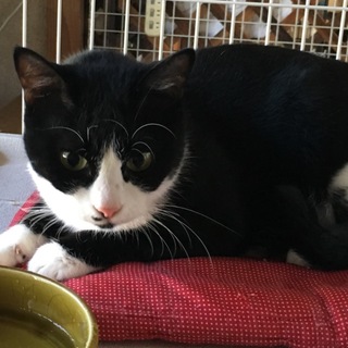 置き去り猫のシロクロ女の子♀サキちゃん