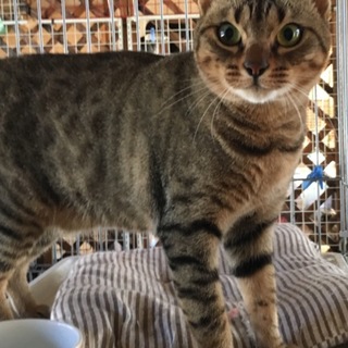 置き去り猫キジトラの男の子ベン君♂
