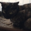 サビ猫ルナちゃんの飼い主さん募集