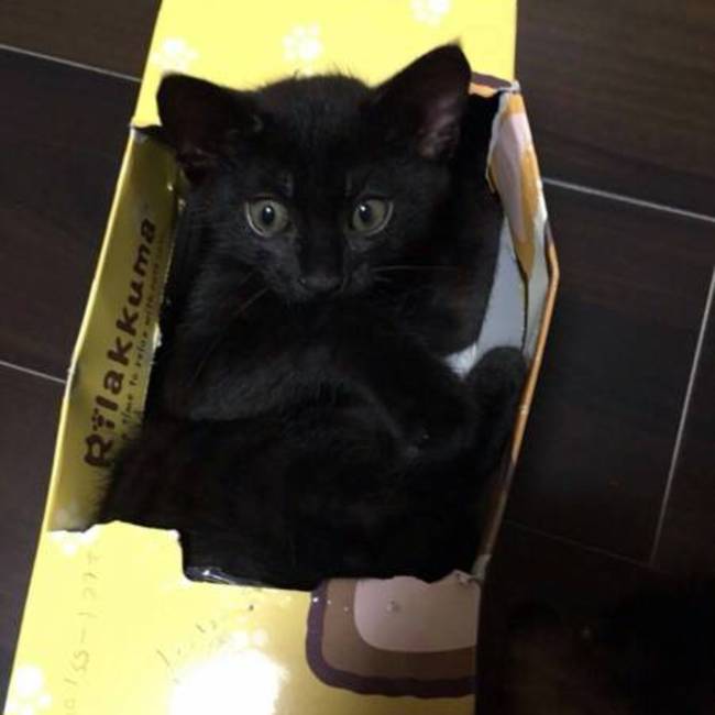 所　勇のカバー写真