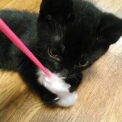 はじめまして、ヨロシクです