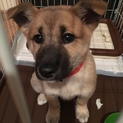 子犬 里親募集