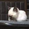 お休みなさい