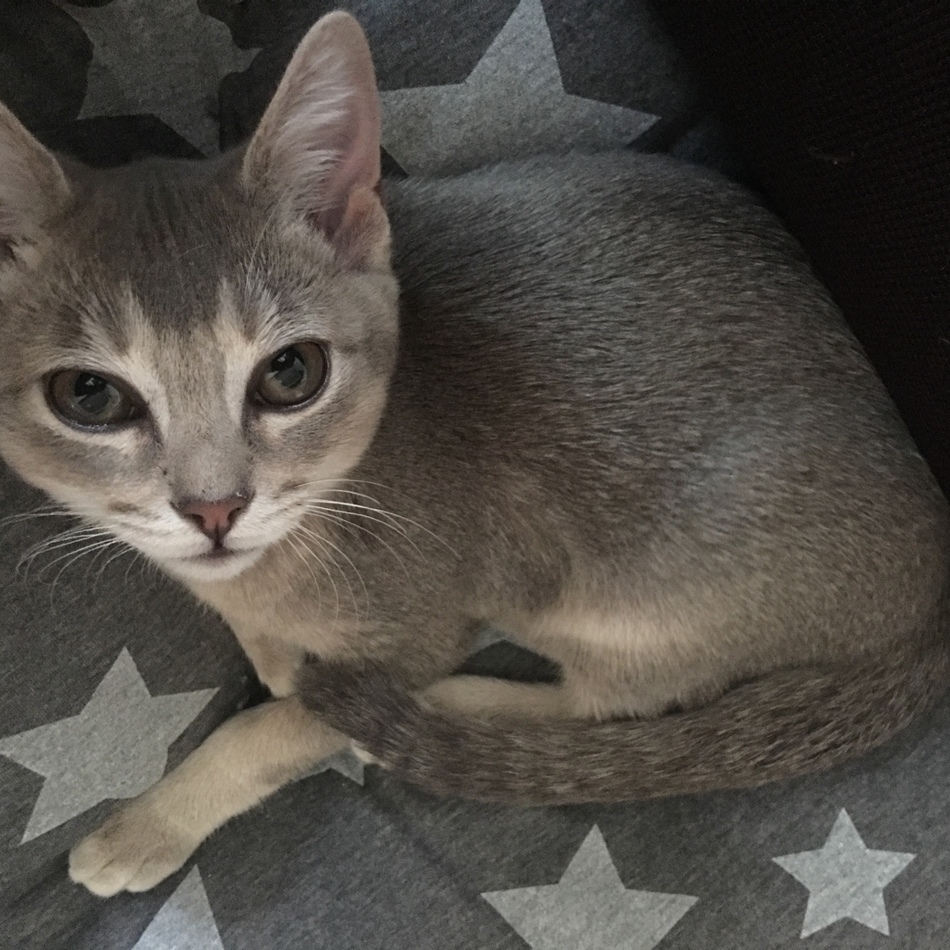 ラテのカバー写真